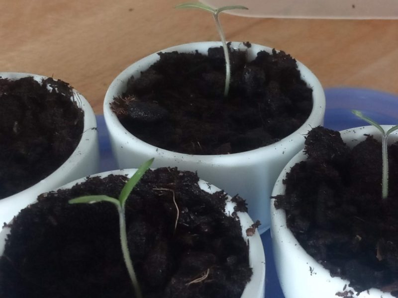 Growing delicious tomatoes on my balcony the easy way